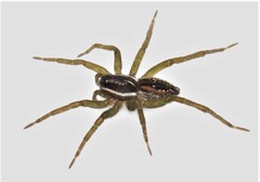 Diapontia uruguayensis