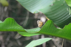 Tithorea harmonia megara