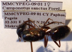 Camponotus sanctus