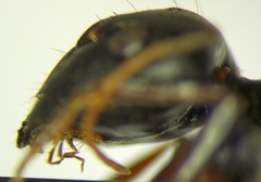 Camponotus sanctus