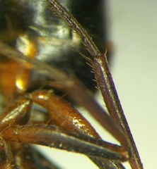 Camponotus sanctus