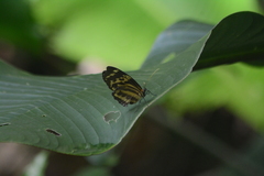 Tithorea harmonia megara