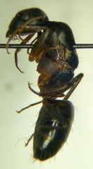 Camponotus sanctus