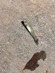 Enteromius oraniensis