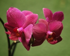 Phalaenopsis