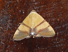 Eulepidotis julianata