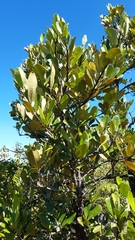Erythroxylum sechellarum