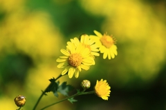 Chrysanthemum indicum