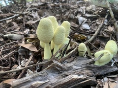 Leucocoprinus birnbaumii image