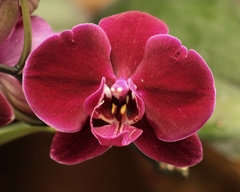 Phalaenopsis