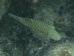 Canthigaster janthinoptera