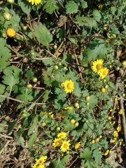 Chrysanthemum indicum