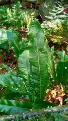 Microsorum membranaceum