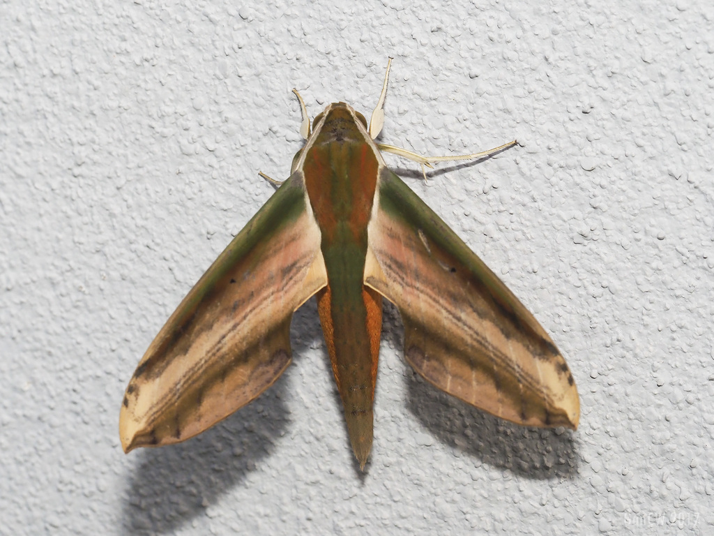 Hunter Hawkmoths
