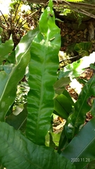 Microsorum membranaceum