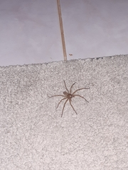 Heteropoda venatoria