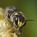 面花蜂屬 - Photo (c) quoll2，保留部份權利CC BY-NC