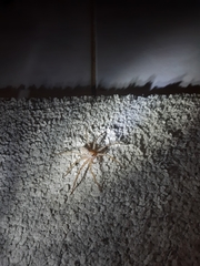 Heteropoda venatoria