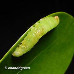 Psimada quadripennis