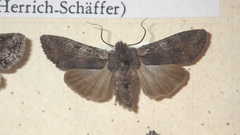Lithophane furcifera