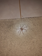 Heteropoda venatoria