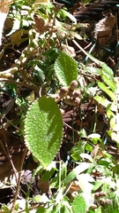 Boehmeria pilosiuscula
