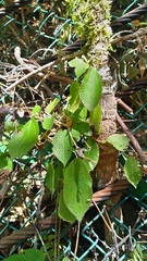 Boehmeria pilosiuscula