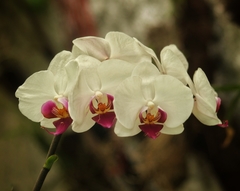 Phalaenopsis