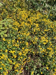 Chrysanthemum indicum