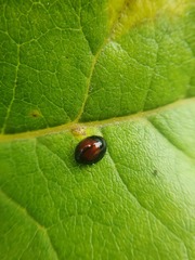 Argopistes biplagiatus