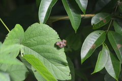 Helias phalaenoides