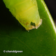 Psimada quadripennis