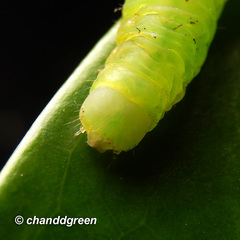 Psimada quadripennis