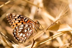 Speyeria coronis coronis