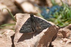 Erynnis telemachus