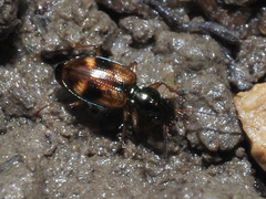 Bembidion articulatum