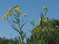 Jacobaea paludosa paludosa