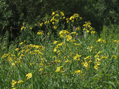 Jacobaea paludosa paludosa