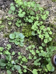 Pterostegia drymarioides