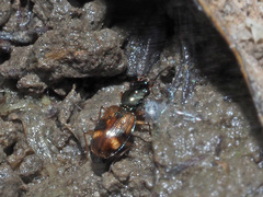 Bembidion articulatum