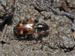 Bembidion articulatum