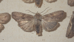 Lithophane socia