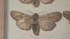 Lithophane socia
