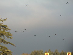 Corvus brachyrhynchos caurinus