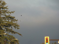 Corvus brachyrhynchos caurinus