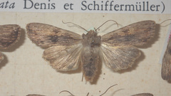 Lithophane socia