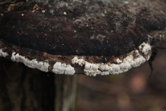 Trichoderma pulvinatum
