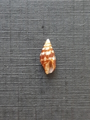 Columbellidae