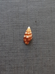 Columbellidae