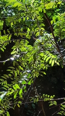 Diospyros seychellarum